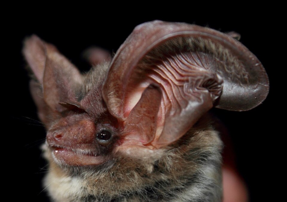 Utah bat, Bountiful bat removal