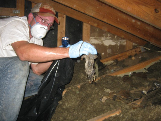 remove dead animal smell crawl space