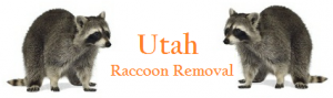 Utah Raccoon Removal