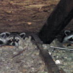 Raccoons getting into attic
