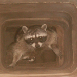how to get rid of raccoons from my chimney?